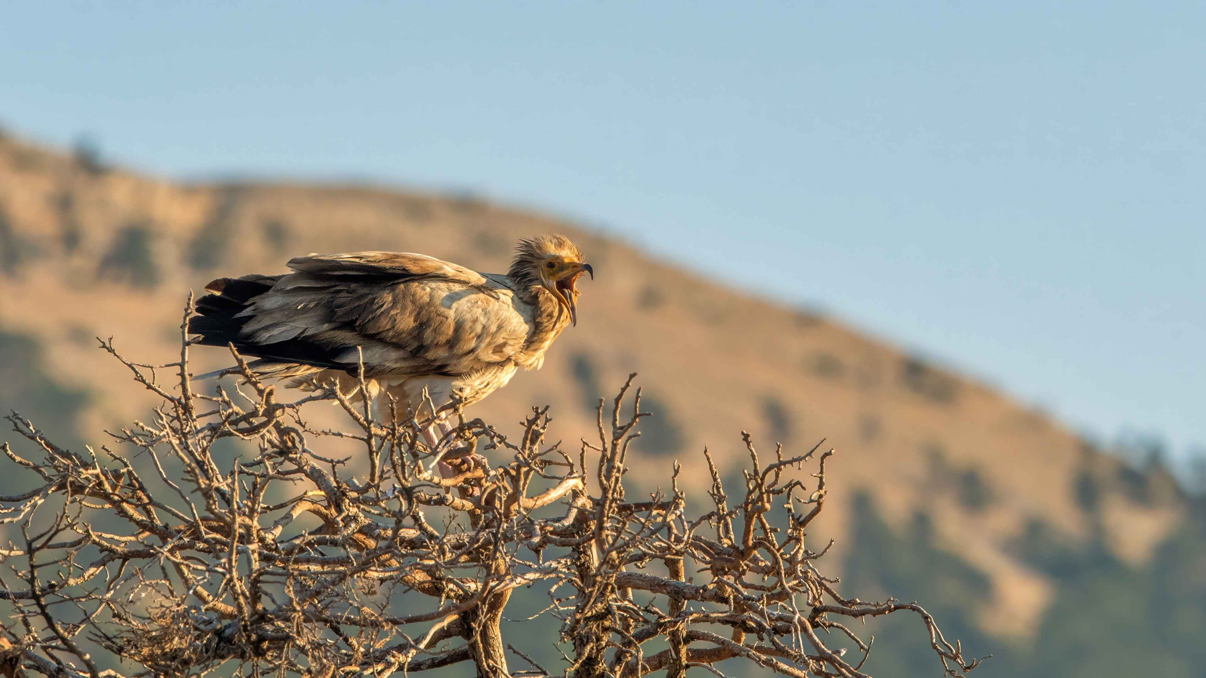 Egyptian Vulture